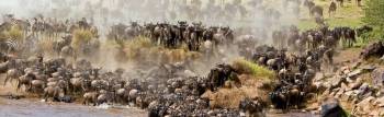 1 Day Lake Nakuru Budget And Luxury Tour Package
