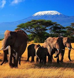 1 Day Amboseli Budget And Luxury Tour Package