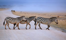 2 Days Nairobi To Amboseli National Park Kenya Safari Tour