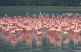2 Days Nairobi To Lake Nakuru National Park Kenya Safari Tour