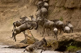5 Days Masai Mara And Lake Nakuru Budget And Luxury Safari Tour