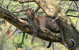 3 Days Lake Nakuru Budget And Luxury Safari Tour Package