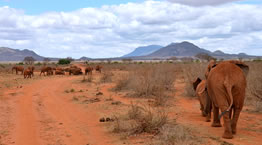1 Days Tsavo East Budget And Safari Luxury Tour From Mombasa