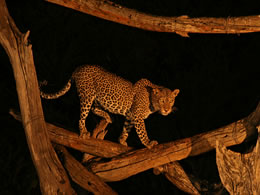 4D Tsavo East - Tsavo West - Taita Sanctuary Budget - Luxury Tour From Mombasa