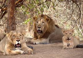 Somnath Tour Packages