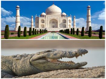 Taj Mahal Chambal Safari Tour