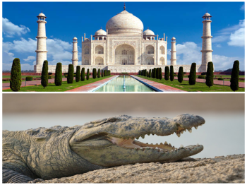 Taj Mahal Chambal Safari Tour