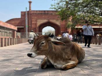 Agra Local Sightseeing Tour