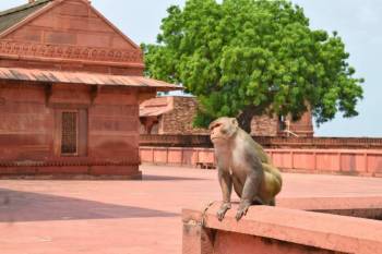 Agra Local Sightseeing Tour