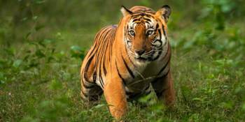 4 Nights Corbett Wildlife Safari Tour