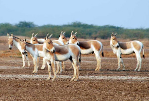 Ultimate 10-Day Gujarat Tour Package