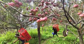 4N - 5D Himachal Pradesh Tour Manali
