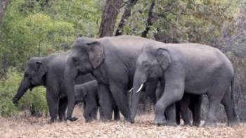 3N/4D Nainital & Jim Corbett National Park Tour package