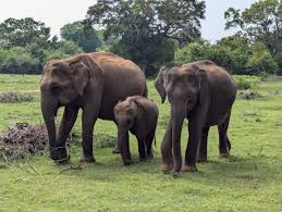 3N/4D Nainital & Jim Corbett National Park Tour package