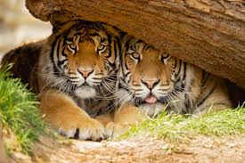 3N/4D Nainital & Jim Corbett National Park Tour package