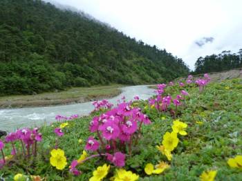 6 Nights / 7 Days Sikkim Tour Package – Gangtok 3N | Lachung 1N | Pelling 2N