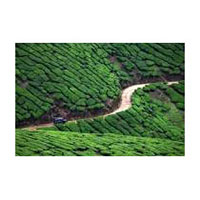 Munnar Holiday Tour Packages
