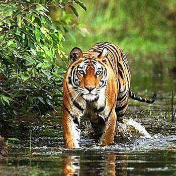 Kanha Bandhavgarh Tour Kanha Bandhavgarh Tour