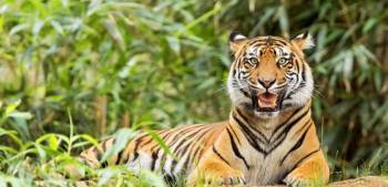 05 Nights / 06 Days Kanha Jabalpur Pench Tour