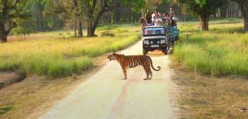 Wildlife Holiday Tour Packages from Delhi
