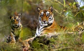 07 Nights 08 Days Kanha Jabalpur Pachmarhi Pench Tour