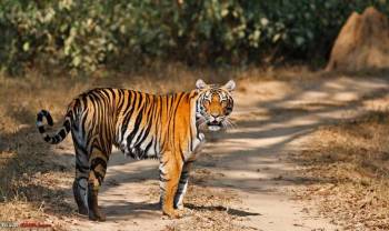 05 Nights / 06 Days Jabalpur, Bandhavgarh, Kanha Tour