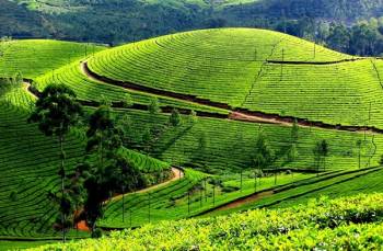 Thekkady Tour Packages