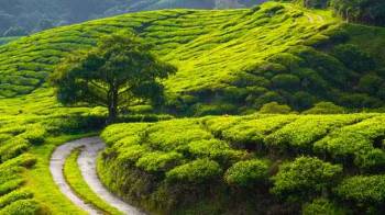 Ooty Wayanad Tour Package from Bangalore