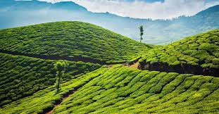 Cochin Munnar Alleppey Package | Kochi Munnar Alleppey Tour 5 Days