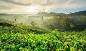 Munnar Alleppey Thekkady Madurai Rameswaram Kanyakumari Kovalam Tour 9 Days