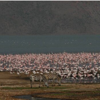 Kenya 7N - 8D Tour Package