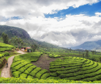 4N 5D Munnar - Thekkady - Alleppey Tour Package