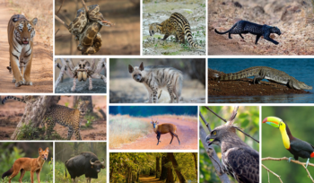 Tadoba With Nagzira - Pench National Park Tour 6 Night