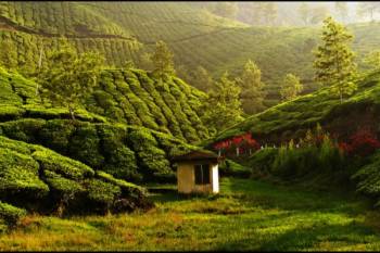 Munnar, Thekkady and Alleppey 3 Star Package for 5 Days