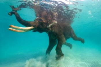 Tropical Andaman  5 Days and 4 Nights ( Free Scuba Voucher )