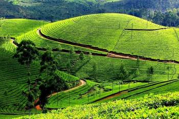 Glorious Kerala Tour