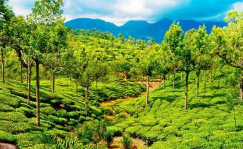 Thekkady Tour Packages