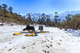 Gangtok  Pelling tour