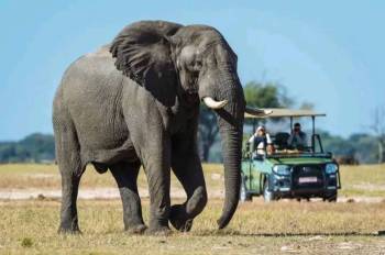 Chobe Full Day Safari