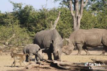 Game drive and Rhino Encounter