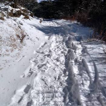 Sandakphu Phalut Trek or Singalila National Park Trek