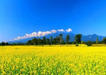 Kaziranga Tour Packages
