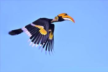 Kaziranga Tour Packages