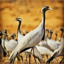 9N - 10D Rajasthan Tour Package