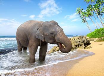 5N - 6D Andaman Package