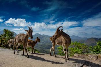 4N - 5D Kerala Package