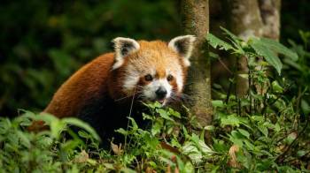 4N 5D Sikkim Tour Package