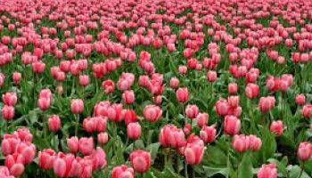 8 Night 9 Days Delhi - Kashmir Tour