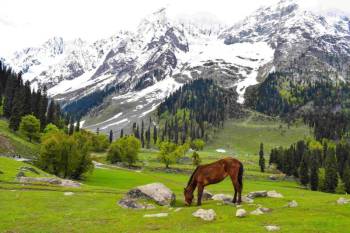 Vaishno Devi with Kashmir Tour Package