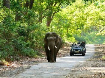 Jim Corbett With Nainital Tour